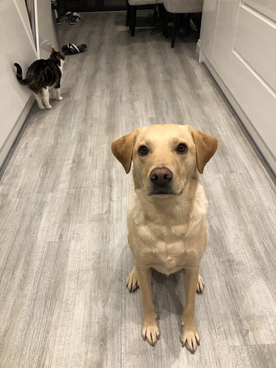 RustYallop's tweet image. Poser 🐶