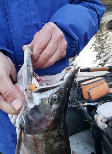bestfishingbead's tweet photo. SCB Orange Crusher in action! Courtesy of Pro Staffer Aarron Schmidt of Schmidtys Guide Service. @Schmidtys_Guide #steelheadbeads #BestFishingbeads #StoneColdBeads
https://t.co/36wq686dU8 https://t.co/pOpQ15BxBW