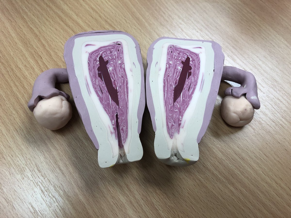 CaileyJonesRob1's tweet photo. How creative is our colleague @NicolaHanks in making these amazing models as training tools. They were great during HCSW to demonstrate what specimens are like. https://t.co/OrPvBmzFzF