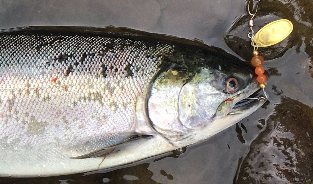 bestfishingbead's tweet photo. Coho love our Fat Head! Rock and Roll fishing spinners. Fish on!
https://t.co/ARu8ZztdBE #RocknRollSpinners #StoneColdBeads #SCB @bestfishingbead https://t.co/vt7GWpKtRi