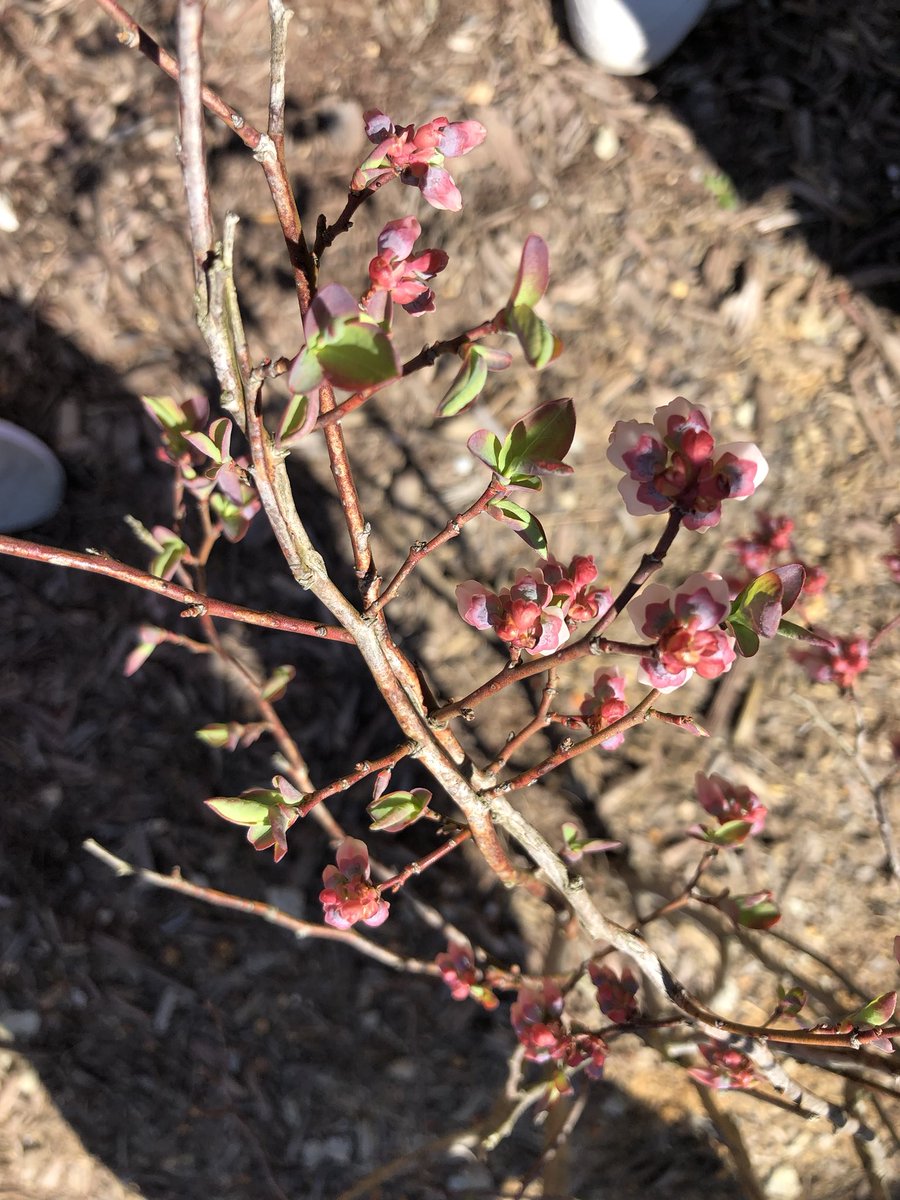 favalea10's tweet photo. Using our senses to find signs of spring. #springishere #5senses @LHESPrincipal @LHECMES https://t.co/2tMZGRHjeX