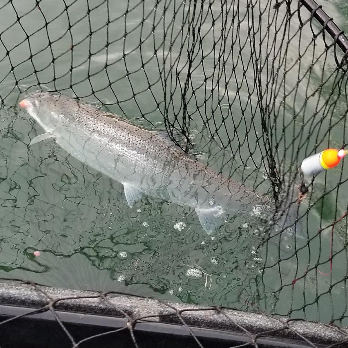 bestfishingbead's tweet photo. Got to love the Orange Crusher by SCB! #steelheadbeads #bestfishingbeads #troutfishingbeads #steelheadfishingbeads #SCB #stonecoldbeads
https://t.co/36wq686dU8 https://t.co/bWMSLqIEfm