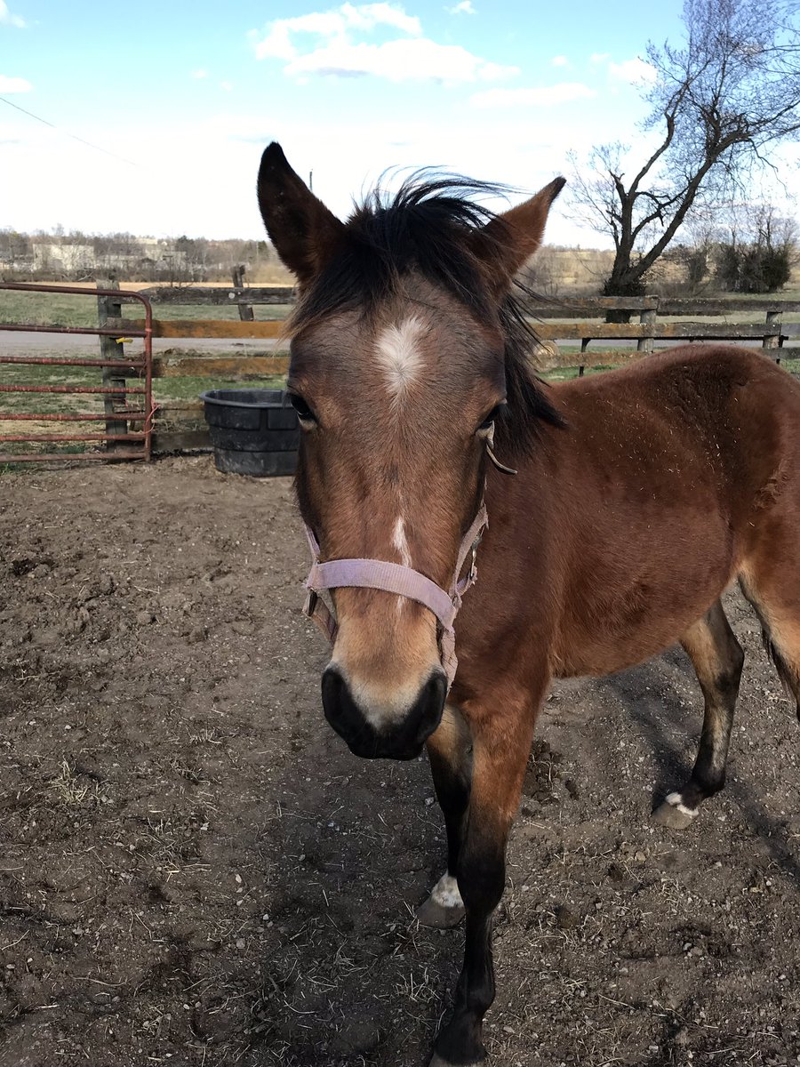 racing_fillies's tweet photo. Well, well, well... look who has a halter on now!!  It will probably be off tomorrow😂🐴 #mySecondChance #rescuedfromslaughter #onlytwoyearold #nolongerawildman #notfunnyMom https://t.co/Hssg8ozV3m