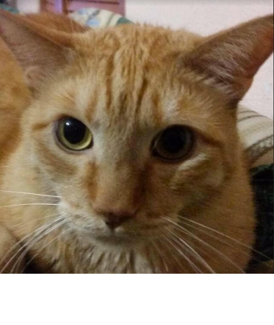 RescateAnimal's tweet photo. S.O.S para DIEGO ‼️

Se extravió el martes 19 de marzo en la calle de Antonio Solís, colonia Obrera, alcaldía Cuauhtémoc, Ciudad de México. ¿Lo has visto?

Yolanda Ocampo 5519 4221 https://t.co/YZpmc2Xwxv