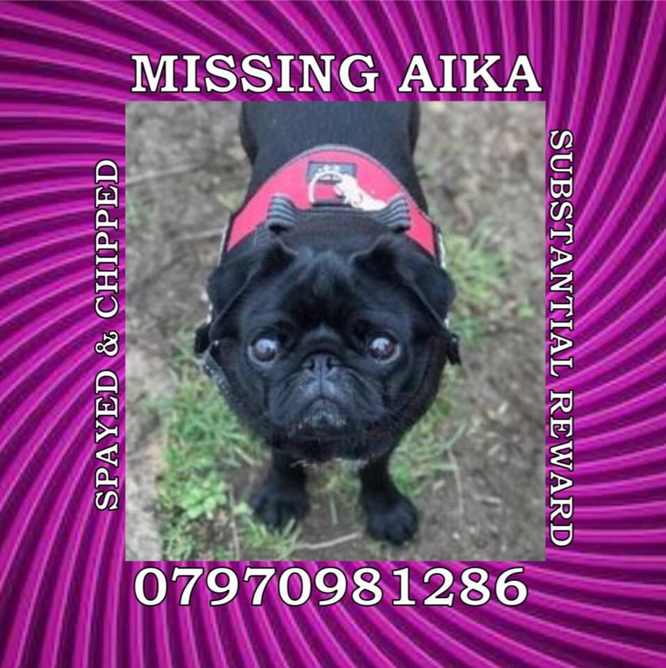 LisaLisaw1's tweet photo. Please RT Female #Pug Aika #Missing From #Cheltenham since 17.1.19 #FindAika #MissingAika #GetAikaHome #CheckThatChip #ScanMe #PetTheftReform #PetsAreFamily #StopPetTheft #TheftByFinding #Lost #Stolen https://t.co/5tDefINPxX