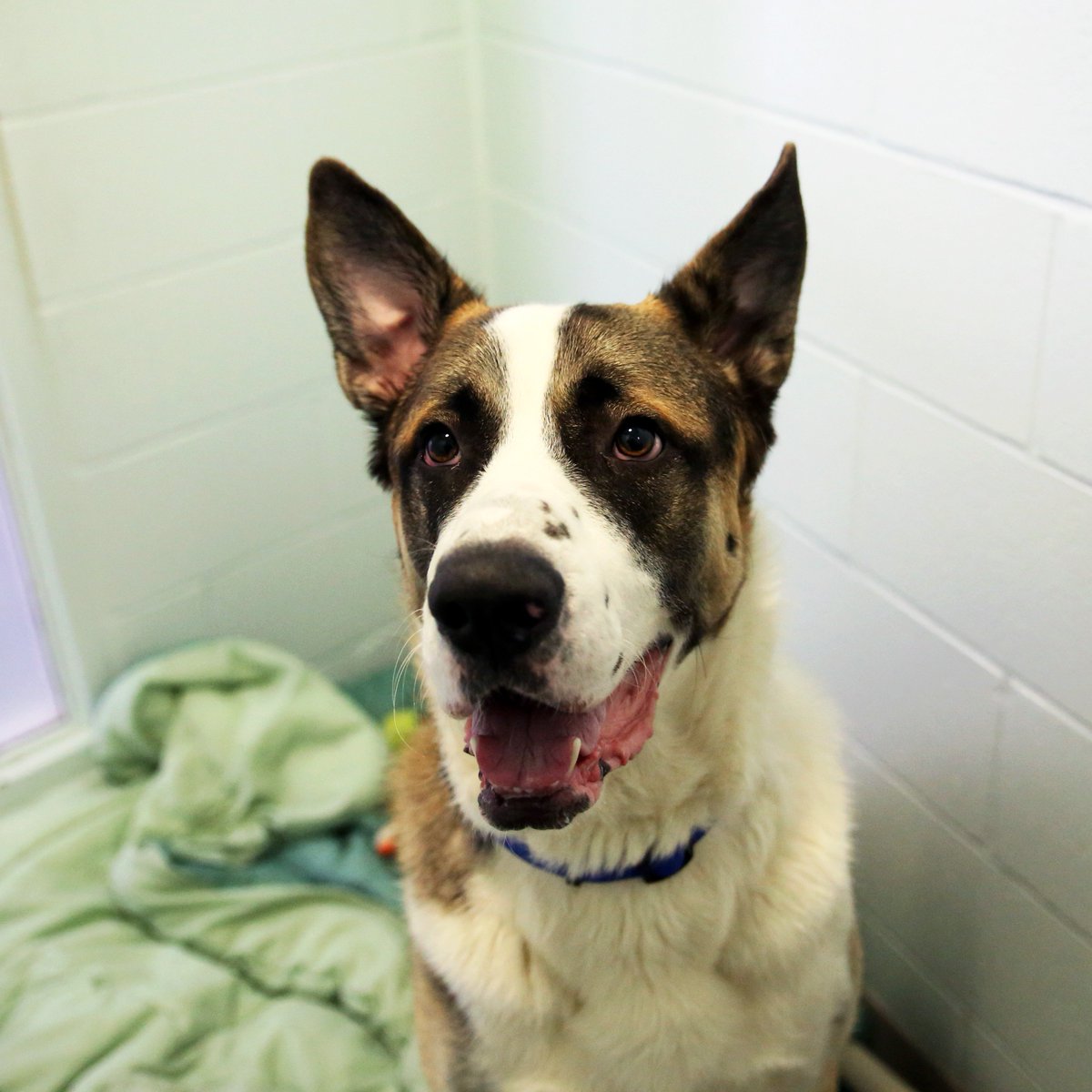 CalgaryHumane's tweet photo. @GlobalCalgary This is Azakar. He has been waiting 125 days to find his forever home. We'd love to see him get adopted on #NationalPuppyDay! https://t.co/77C0VQhkf7