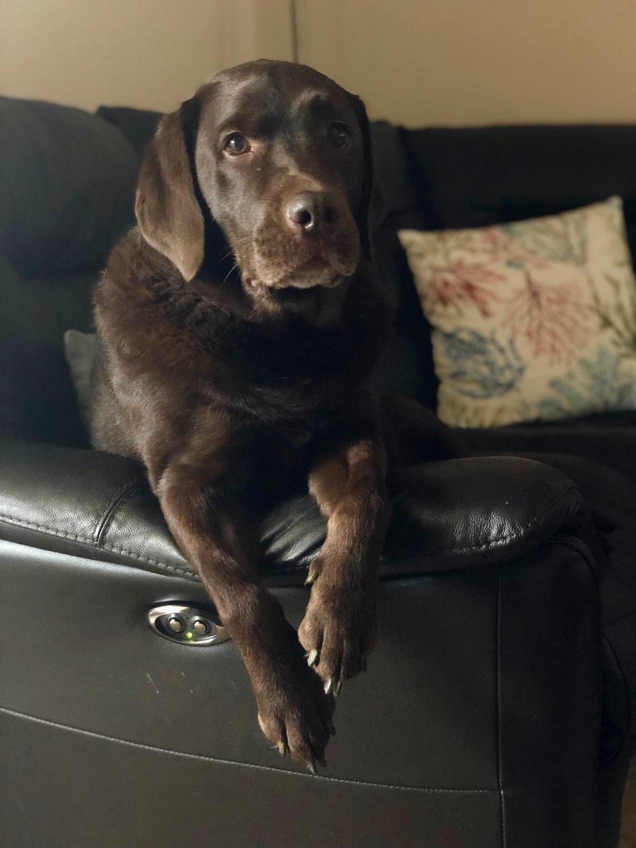 SitandstayMK's tweet photo. This weeks #PoochOfTheWeek is Bruno the #Labrador! 😍

Bruno is such a softy!! 🙈 He greets me with a soft toy without fail everytime I go and visit, no matter how long it’s been since I saw him last! He’s a giant teddy bear who loves cuddles! 🤗

Good boy Bruno! 🥰 https://t.co/YM0QXyx73Z