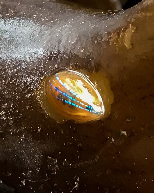 IMS_Marc's tweet image. Excellent field trip with the 1st year @UoPMarineBiol students today at Lulworth Cove. Even found a few of my favourite Blue Rayed Limpets!! #MarineBiology #portsmouthuni #fieldworkisfun #limpets