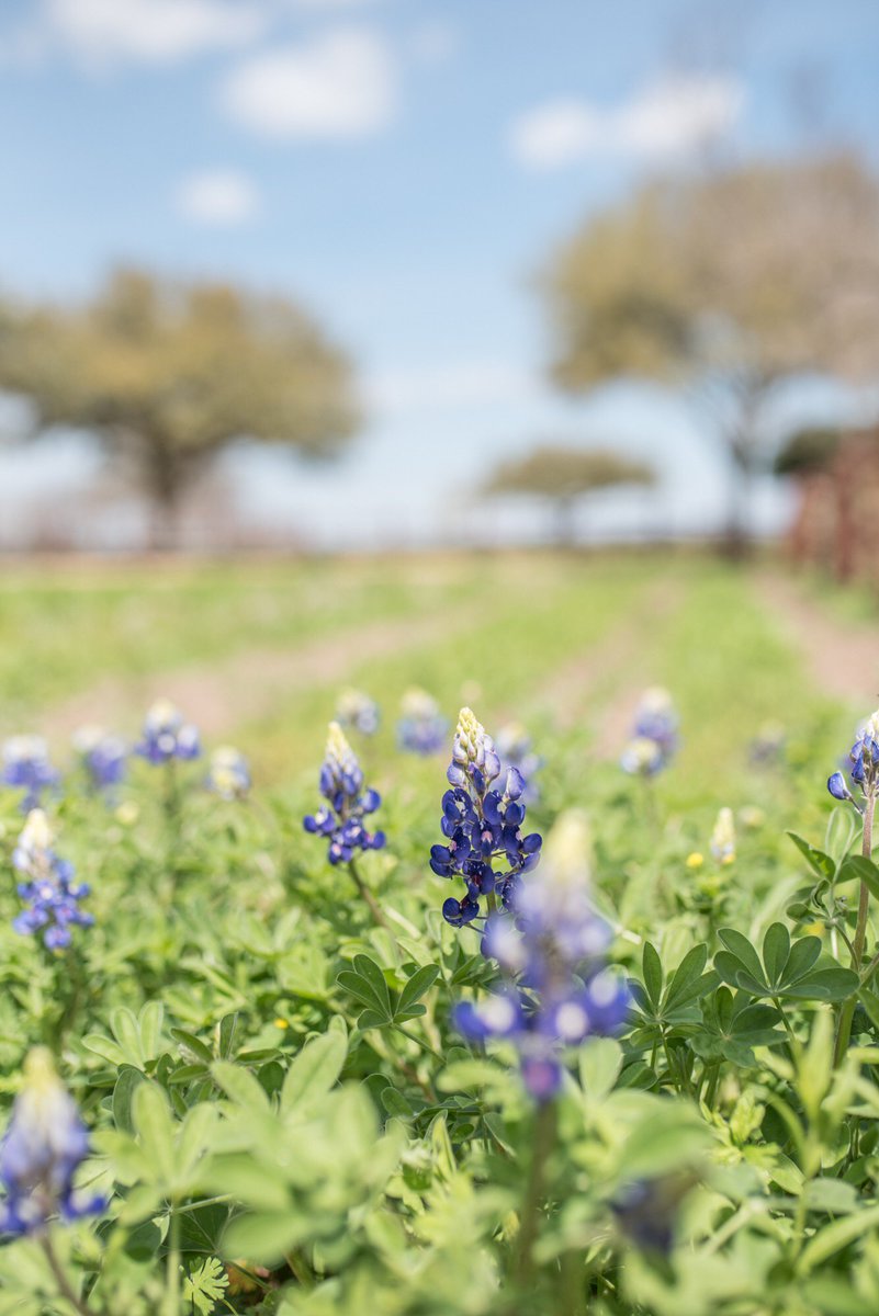 Spring in Fredericksburg is here and we couldn’t be more excited! Spring is easily one of the busiest seasons for our sweet town and BOY do we have A LOT to offer. Whether it’s: #wining, #dining, #relaxing, or #playing we have you covered #fredericksburgtx #bluebonnets🌷
