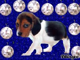 DISCOparty's tweet photo. Happy national puppy day from the disco party (wooooo)🥰🥰🥰 follow us if you support puppies because we sure do https://t.co/JLRhXdyfIY
