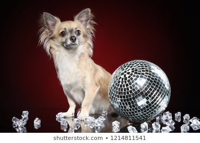 DISCOparty's tweet photo. Happy national puppy day from the disco party (wooooo)🥰🥰🥰 follow us if you support puppies because we sure do https://t.co/JLRhXdyfIY