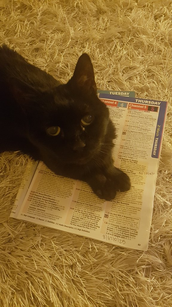 MhhRice's tweet photo. What do you fancy watching tonight?

My Cat: 

👀👀👀 https://t.co/cWo1p28em6