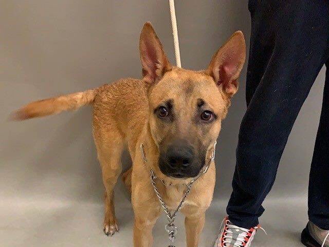 KeithOlbermann's tweet photo. SAVE THIS PUPPY: At 9 months Chase dies tomorrow - on #NationalPuppyDay - because a human “became allergic?” A NYC-area adopter or foster or your $ pledge to find a Rescue via @chortletown are his best hopes. But we can save them by publicity: PLEASE RT! https://t.co/giL82SvSoe https://t.co/Ed5Dvre1us