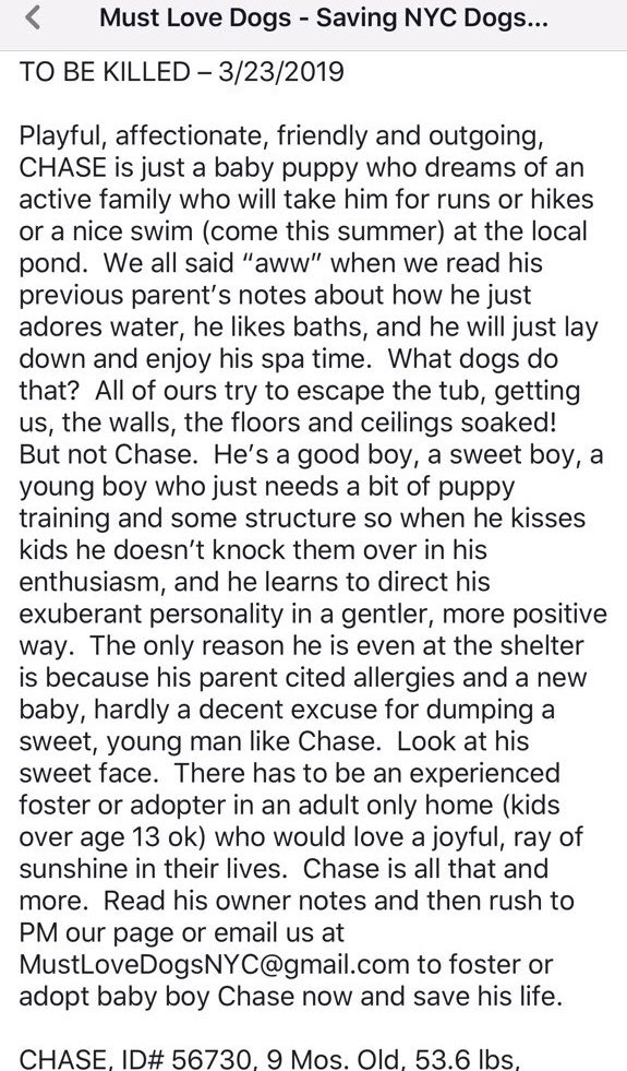 SAVE THIS PUPPY: At 9 months Chase dies tomorrow - on #NationalPuppyDay - because a human “became allergic?” A NYC-area adopter or foster or your $ pledge to find a Rescue via <a href="/chortletown/">Anita</a> are his best hopes. But we can save them by publicity: PLEASE RT! facebook.com/mldsavingnycdo…