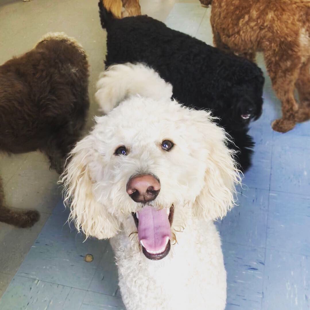 PETSatPLAYrva's tweet photo. We are getting ready for the #irishfestival in #churchhillrva #thisweekend. Are you coming to #play with us? https://t.co/2TKZPOJqTl
