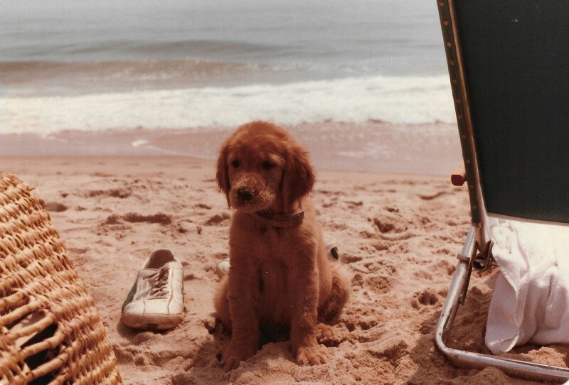 HowardSchultz's tweet photo. Remembering our Jonas and the joy he brought to our lives! #NationalPuppyDay https://t.co/lsDI5chYc7