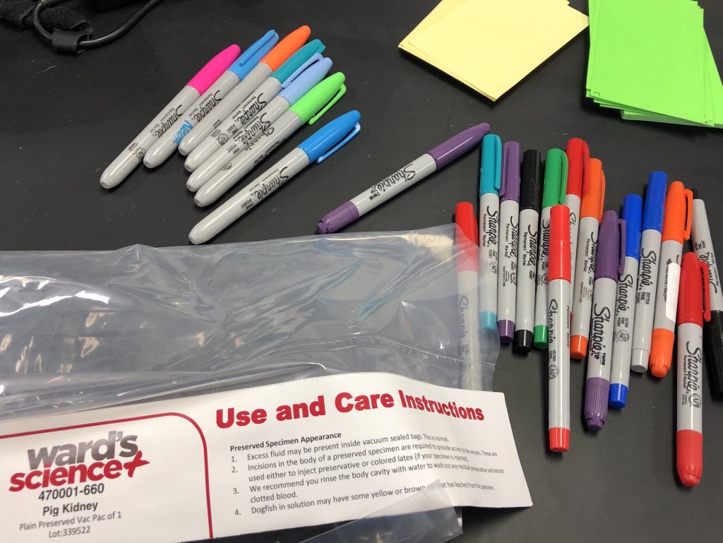 bioshemesh's tweet photo. Getting ready for our #KidneyDissection next week in @PLTWorg by making flags to label the parts #TrumanScience #btsdtigers @CoachJonCraig https://t.co/iGkbllSKAl