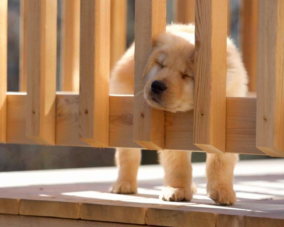 GoHenryDog's tweet photo. Happy #NationalPuppyDay from Henry !!! @akcdoglovers @nylabone @BRUCKHEIMERJB #asterling @frommfamily @guidedogs @SusanMcLeod @chicagotribune @SaraCarterDC @VanityFair @mydayinla https://t.co/BKwEMZRQEx