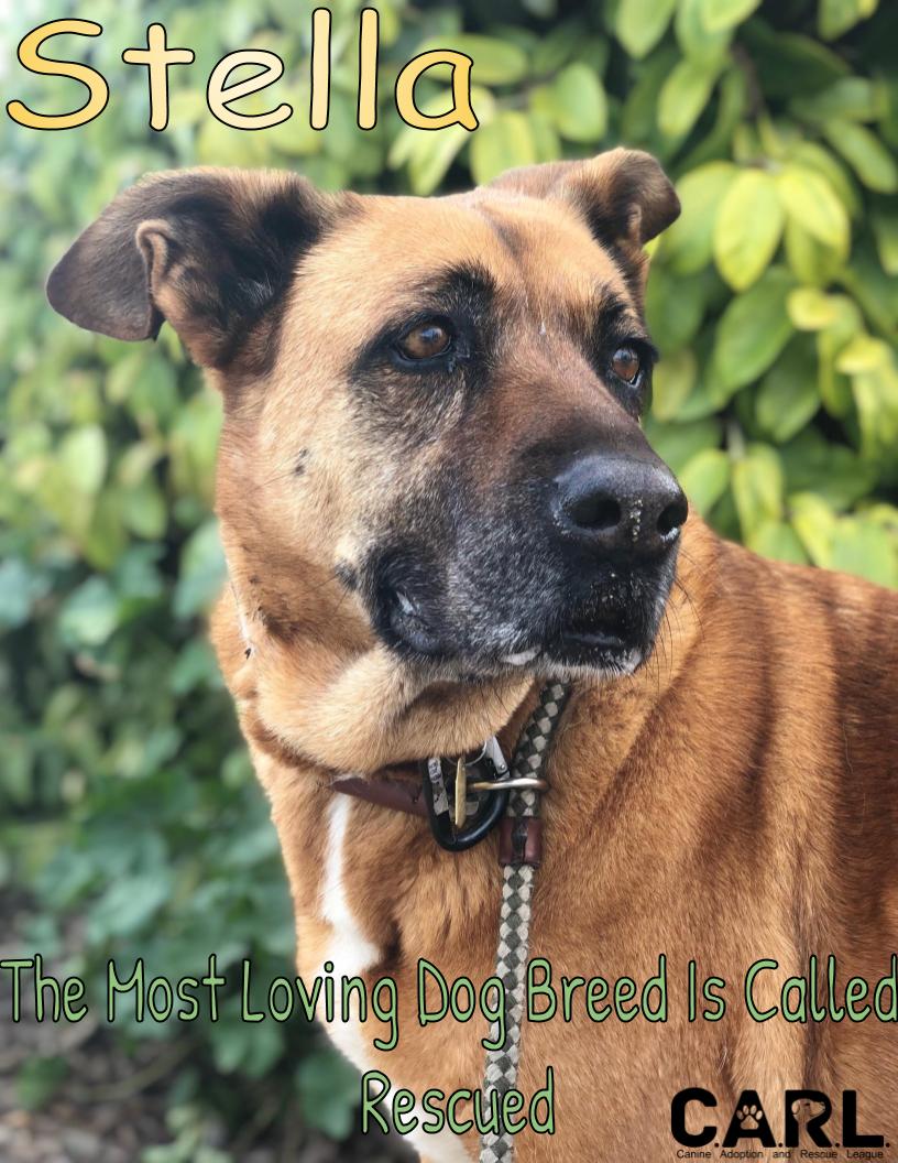 CARL_dogs's tweet photo. Stella is looking forward to the weekend and her future home. And hopefully some warmer weather so she can relax in her pool. #stella #germanshepherdmix #shepherdmix #rescuedog #seniorgal #carldogs
#savingonedogatatime #FridayFeeling #helloweekend https://t.co/xUxFhBXh3w