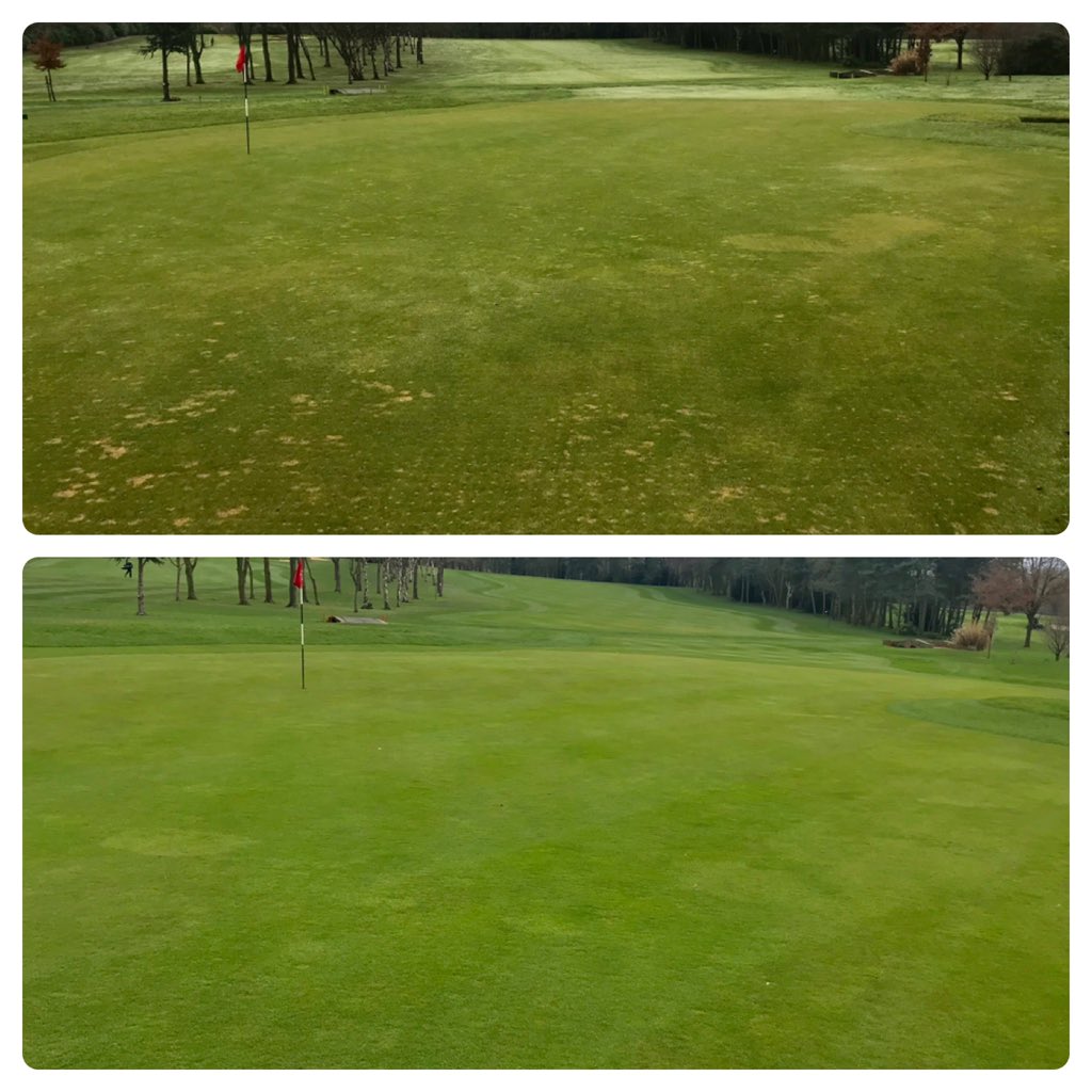 J_Merchant1's tweet photo. Disease scars filling in nicely with dwarf rye, in theory those patches should be more disease tolerant going forward.. #tweettheugly #tweetthegood https://t.co/QfllTnpPjX