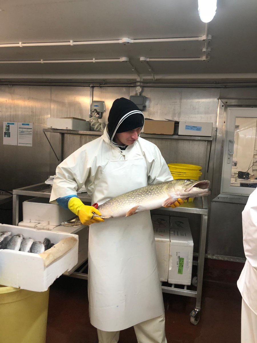 Not everyday photos, beautiful pike in today 👌👌 #pike #freshwater #fish #dailyfish #london