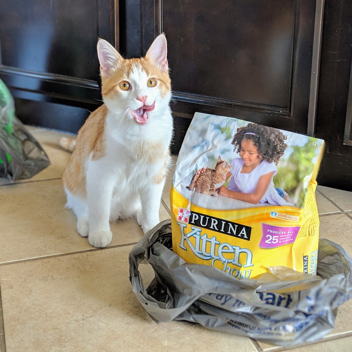 DaxtersMom's tweet photo. @Purina @PurinaCatChow My special helpurr helping unpack the groceries... clearly pleased with the selection.
#TheStanMan #SpecialHelpurr https://t.co/7gPUuXXpAQ