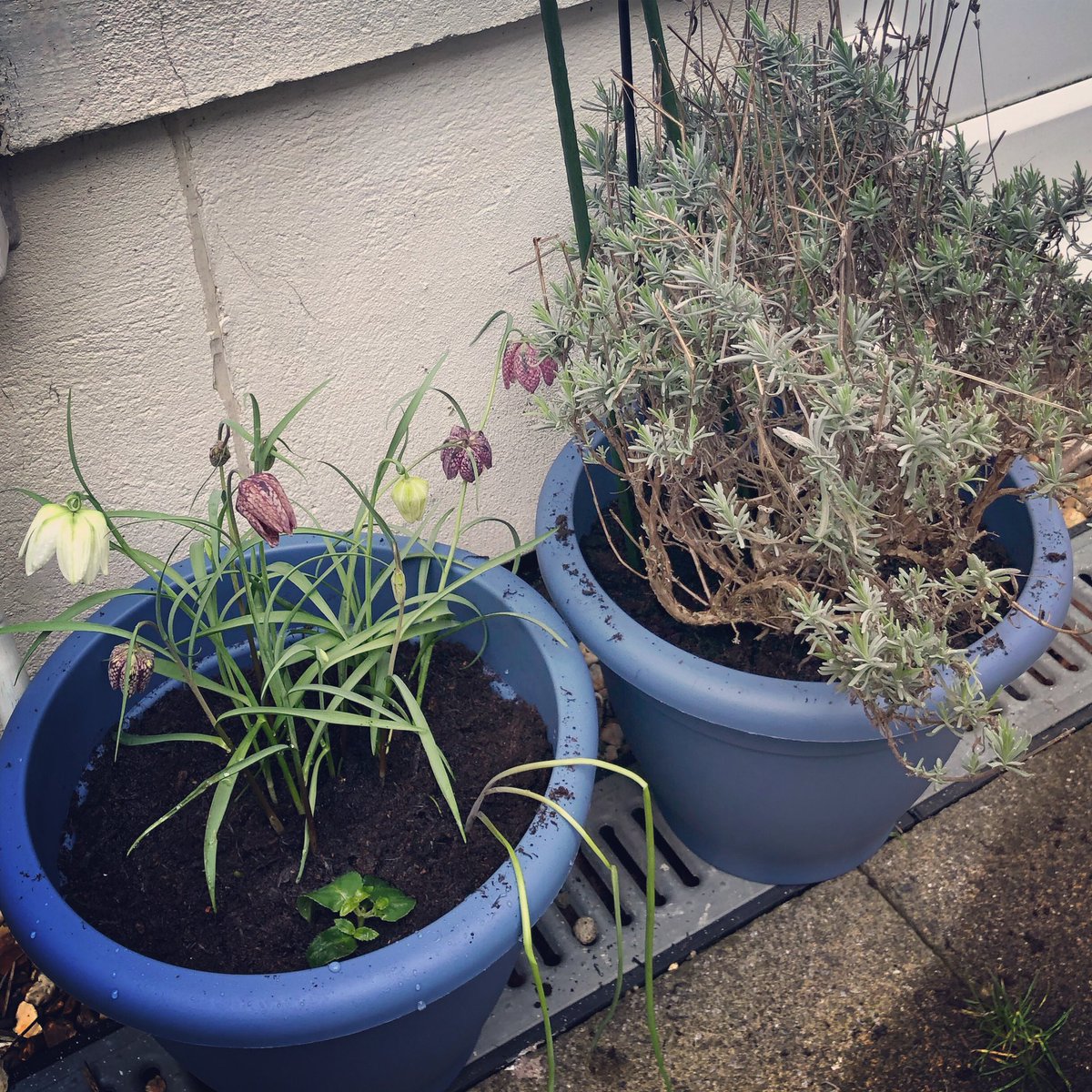 willowaz's tweet photo. @DorsetWildlife #PollinatorPledge  I don’t even have a garden, only a little courtyard, and I have been out brought two pots and filled with pollination plants and a pack of your #GetDorsetBuzzing seeds too! https://t.co/JQMgQJQDDm
