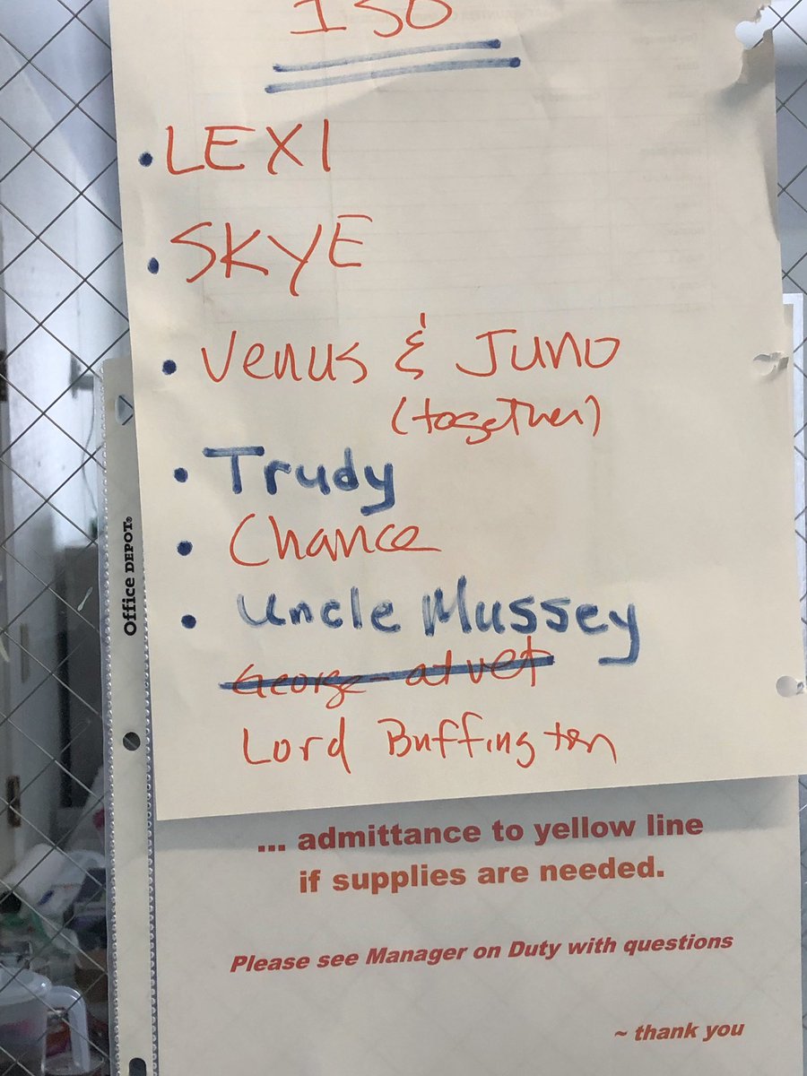 soldotna231's tweet photo. When you get to name a kitty at the #shelter #unclemuzzynotmussey #sheltercat #workcrew #unclemuzzy #rescuingtherescue #italiantheme https://t.co/wpvLzJI8KH