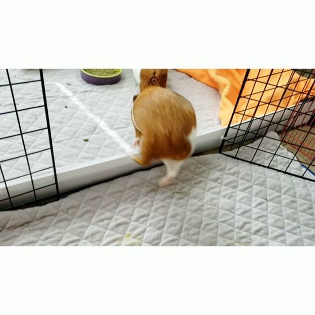 Mygig Dumpling
