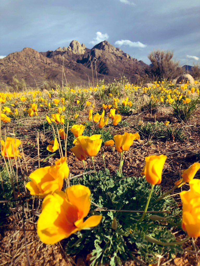 Gabe_NM's tweet photo. An afternoon hike in the new Sierra de los Manso (Organ Mountains Desert Peaks) wilderness! https://t.co/n9HRWBfgYC
