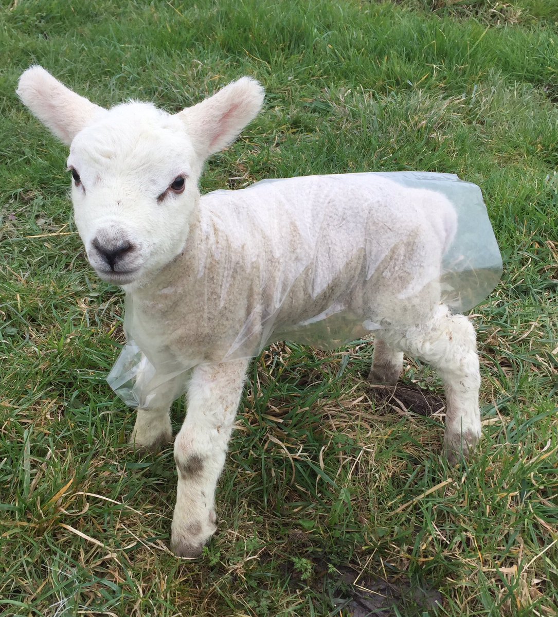 Brownsvilleted's tweet photo. Lamb-inated https://t.co/z8QVr3Nj0p