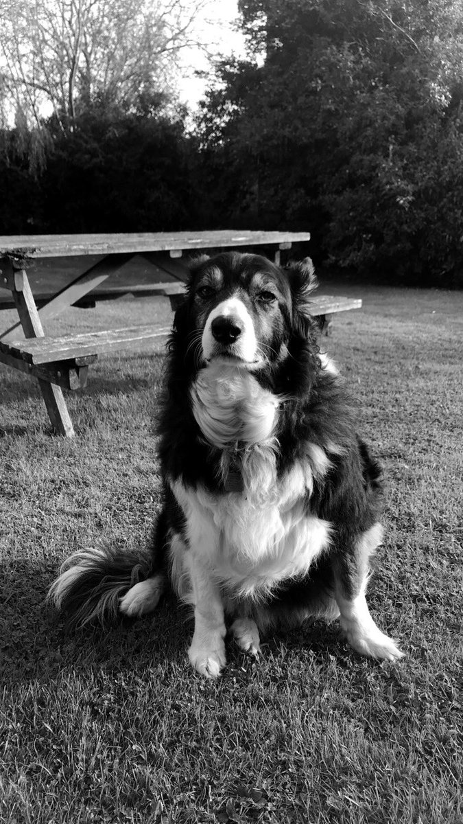 katiebutleerr's tweet photo. my heart truly broke today you were the best , sleep tight my beautiful angel👼🏼 I love you so so much x https://t.co/HpXSDVYX5y