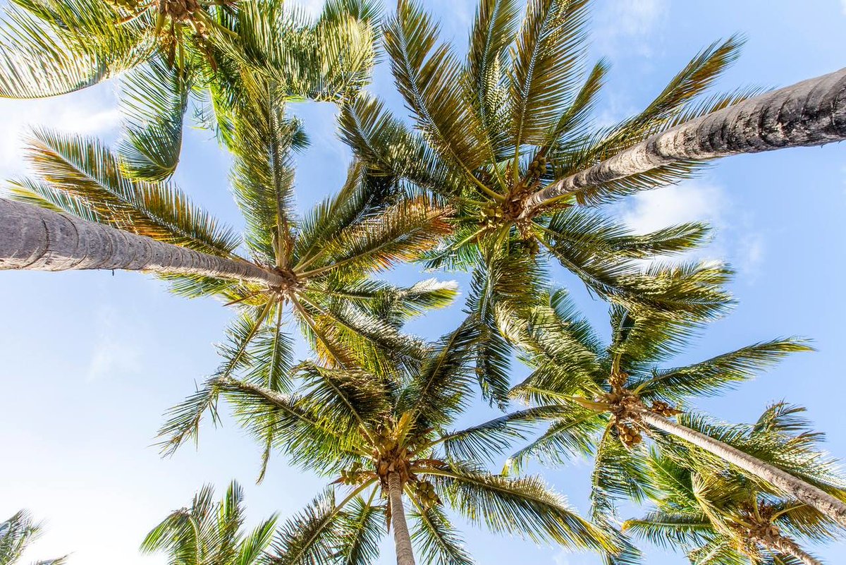 StJamesAntigua's tweet image. Relax under the shade of a palm tree at SJC! 🌴🌴 
#StJamesClub #PalmTreeParadise #CaribbeanGetaway