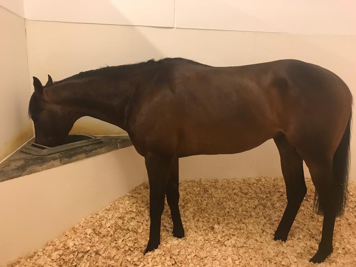 RichardFahey's tweet photo. Sands Of Mali arrived safe and sound in Dubai. Have a good weekend https://t.co/5JIRffHhAN