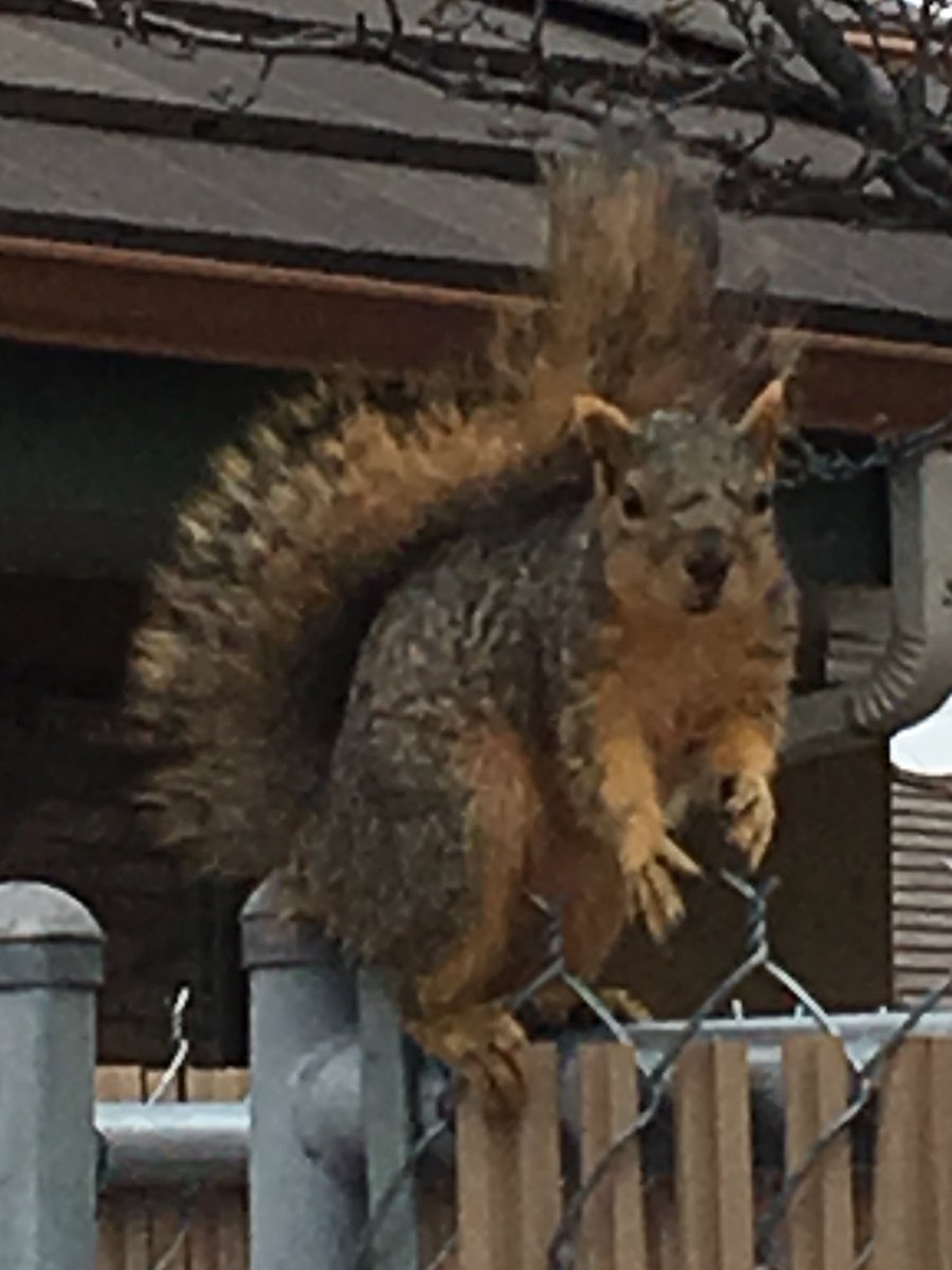 BillRileyAuthor's tweet photo. This squirrel’s actually scowling at me. I startled him, he dropped the Zagnut candy bar he was eating, &amp; he chittered and shook his tiny claws at me. I don’t speak squirrel, but I know he had a potty mouth. #angrysquirrel #zagnutbar #animals #writerslife https://t.co/hrrmVa7zNM https://t.co/lrSLgBZKfN