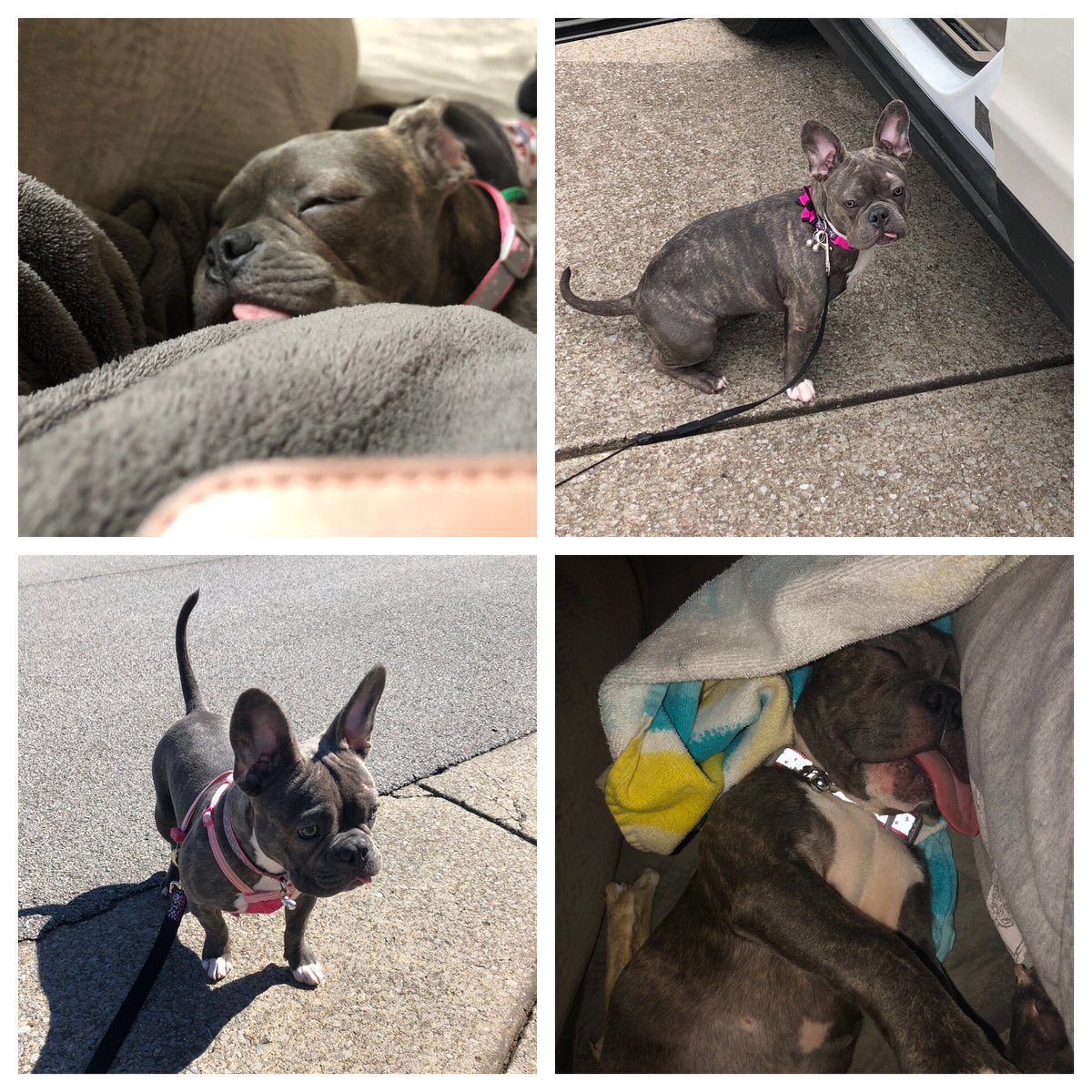 tnicholegray's tweet photo. Itโs #NationalPuppyDay Meet our American Bully, Asha!!! #notafrenchie #aBULLY #imnotclippingherears https://t.co/v8NBkETTnd