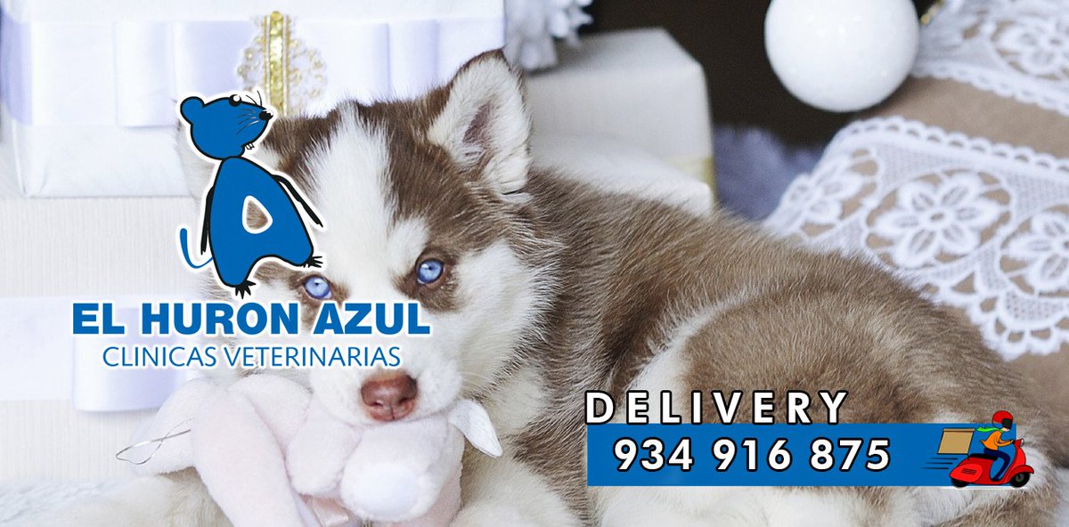 ElHuronAzulVet's tweet photo. El Hurón Azul está cerca de ti 🏥
Tenemos Servicio Delivery comuníquese con nosotros al siguiente numero +51 934 916 875
#mascota🐶🐱#porquetumascotamerecelomejor #elhuronazulvet #veterinaria #mascotas #perros https://t.co/gT3bY8cqg3