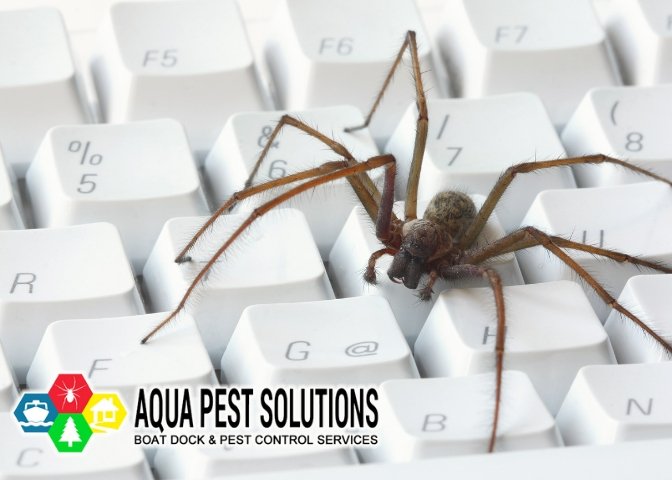 AquaPest's tweet image. Keep Spiders Out of Your Business

We treat businesses, too.  Let us help you get rid of the spiders lurking where they don’t belong –  and they don’t belong in your business! 🕸️🕷️🕸️

AquaPestSolutions.com

#PestControl #CommercialPestControl #BusinessPestControl