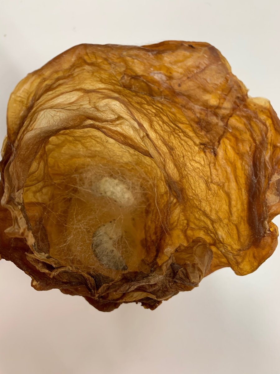CuriousAlishaCo's tweet photo. A perfect marriage between two #biomaterials. A kombucha leather project was left to dry. The neighboring silkworms were busy weaving silk for another project. Slowly they crawled and found their love making a beautiful composite project. #biotinkering beauty at #SEEDSStudioLab https://t.co/xnlmRhuXsr