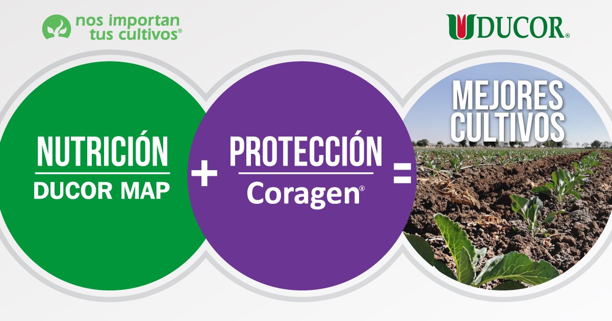 DucorAgro's tweet photo. Nutrir y proteger el cultivo correctamente,  ayudará a tener plantas vigorosas y un mayor rendimiento por hectárea,  como lo ha hecho este productor al aplicar Coragen y Ducor MAP en su cultivo de coliflor en Silao, Guanajuato   #NosImportanTusCultivos #CampoMexicano #Coliflor https://t.co/hrkfyEObI8
