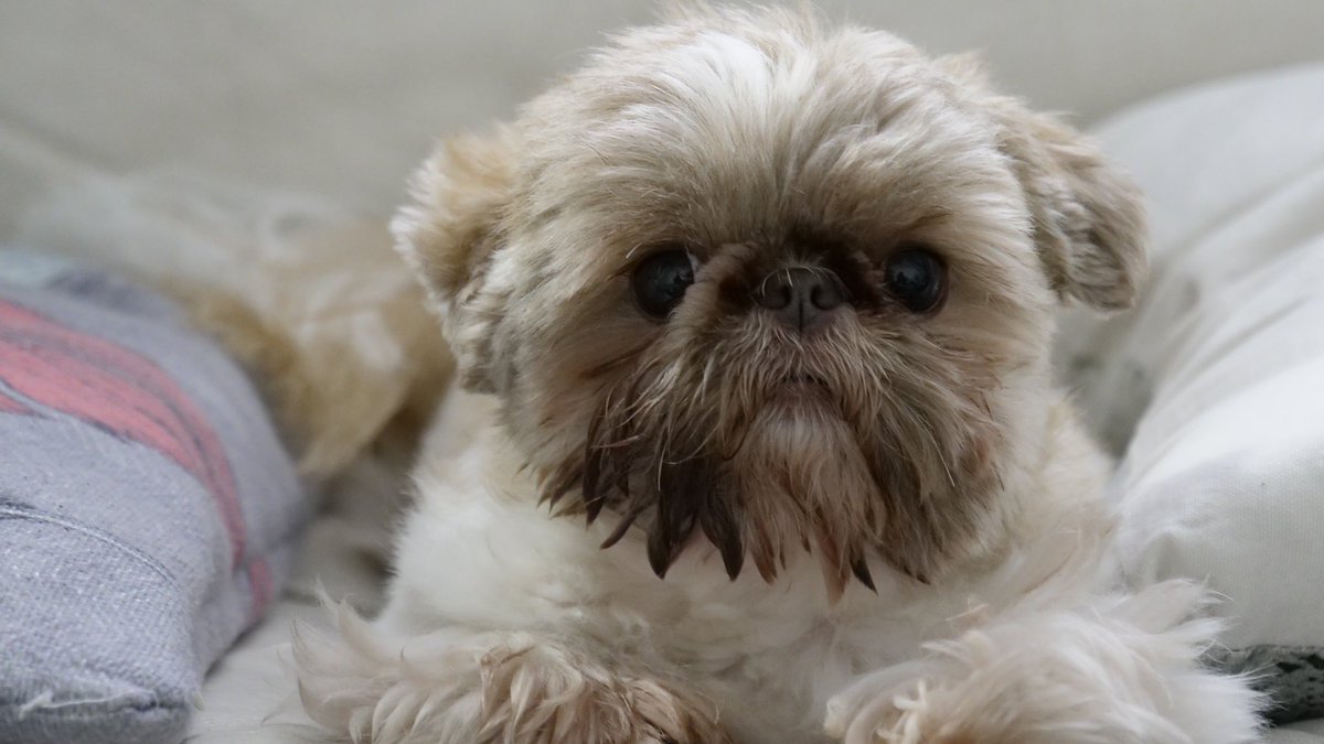 Happy #NationalPuppyDay from @mowienzeppelin —our mini #shihtzu kids.