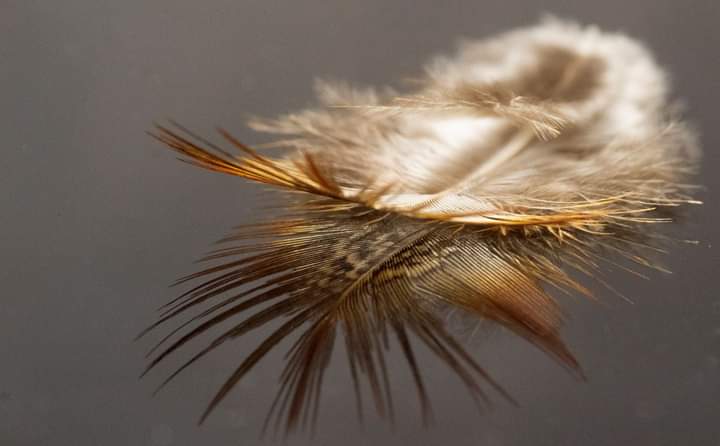 ellenmulhern24's tweet photo. Hope is the thing with feathers-
That perches in the soul ... E. Dickinson. Love this poem 💞
(Image part of a personal project🕊) https://t.co/nmPk574B0D