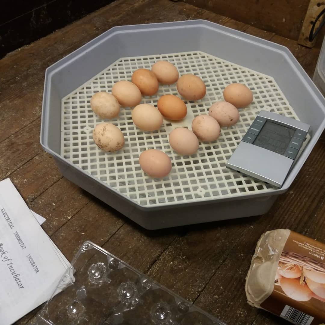 destarter's tweet photo. Het is voorjaar! Eieren in de onderbouw. En nu aftellen. #natuuronderwijs #dalton #verwonderen #nieuwsgierig #onderzoeken https://t.co/O6AmP0ecQa