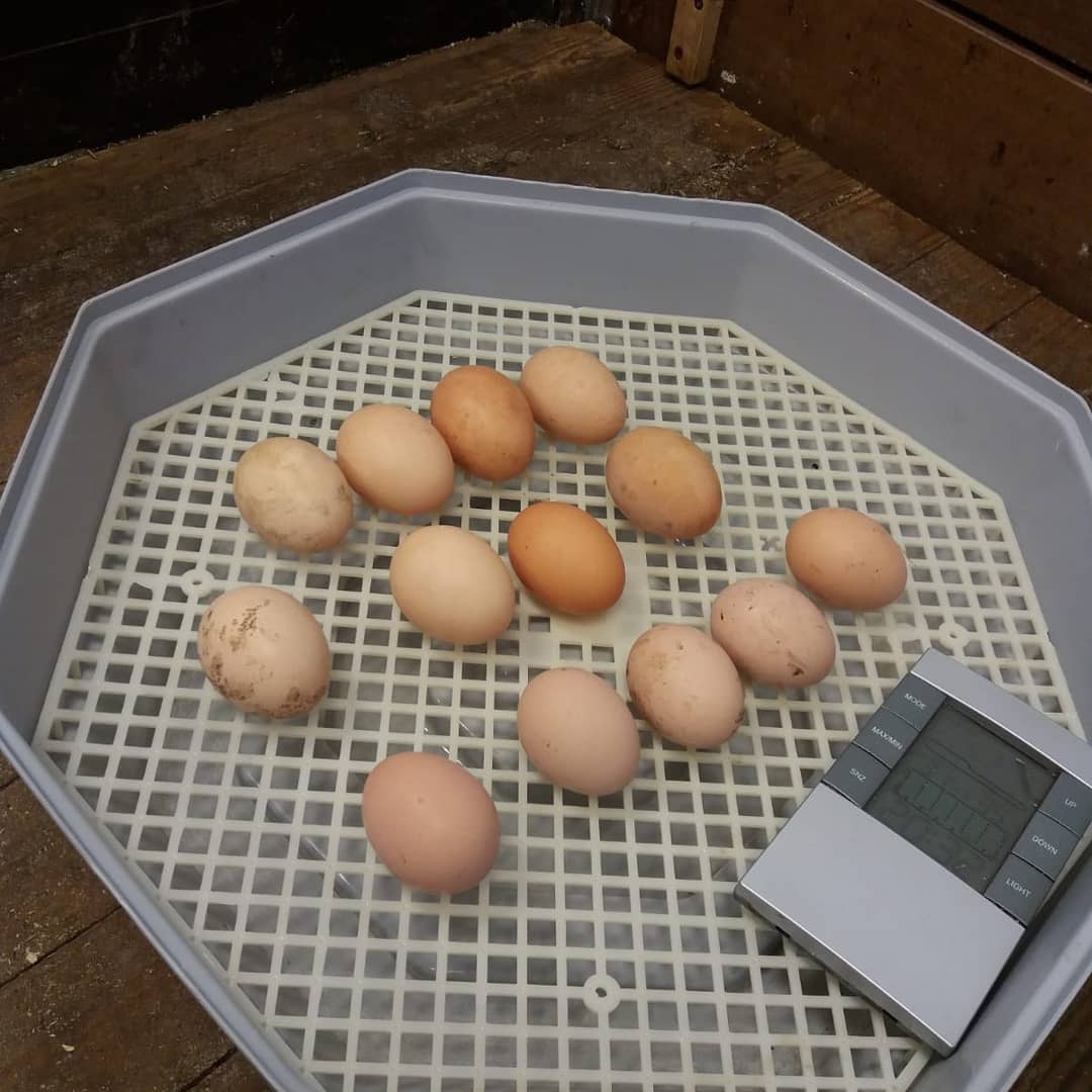 destarter's tweet photo. Het is voorjaar! Eieren in de onderbouw. En nu aftellen. #natuuronderwijs #dalton #verwonderen #nieuwsgierig #onderzoeken https://t.co/O6AmP0ecQa