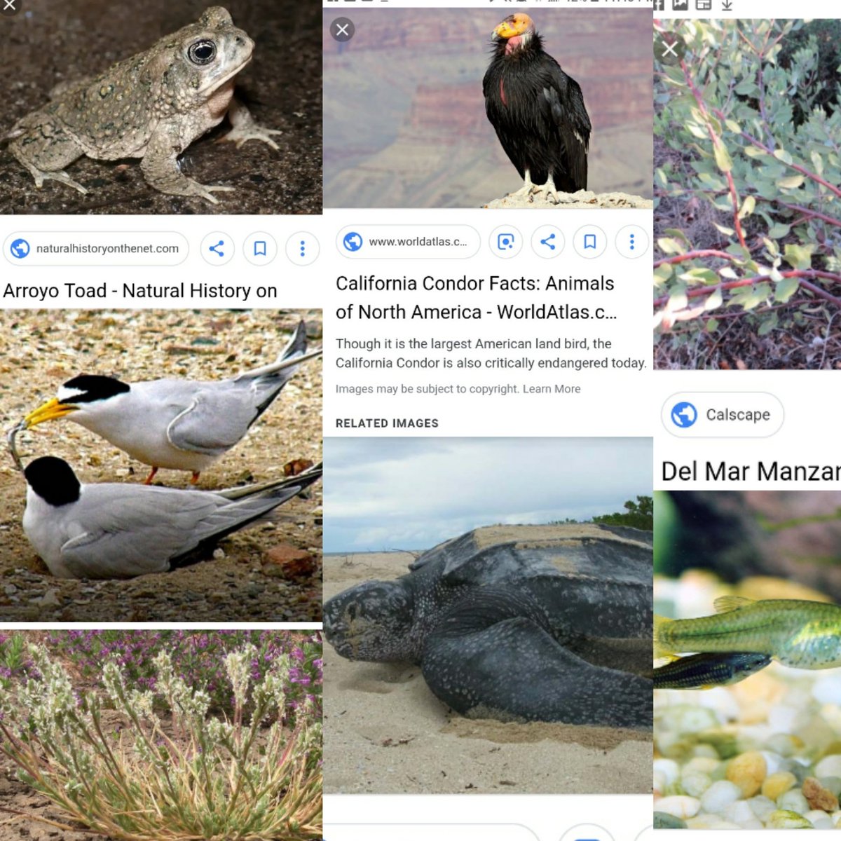 HempyVegan's tweet photo. Get2 know incredible organisms #endangeredspecies who depend on habitat threatened by @potus border wall construction! #saveSantaana #wildlife w/ @CenterForBioDiv ! @EricTrump redeem ur karma from sport hunting! @realDonaldTrump pls dont fragment our wilderness @CITES @EcoWatch! https://t.co/4zJvsjbUf9
