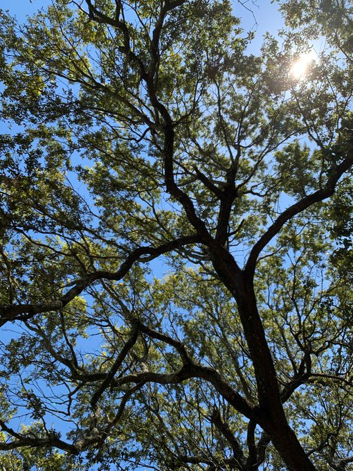 I think I&rsquo;ll take a nap under this tree... https://t.co/V7TeuoxQP5<a href="/tag/watchmen"class="tags"><span>#watchmen</span></a><a href="/tag/bigbaldblue"class="tags"><span>#bigbaldblue</span></a>