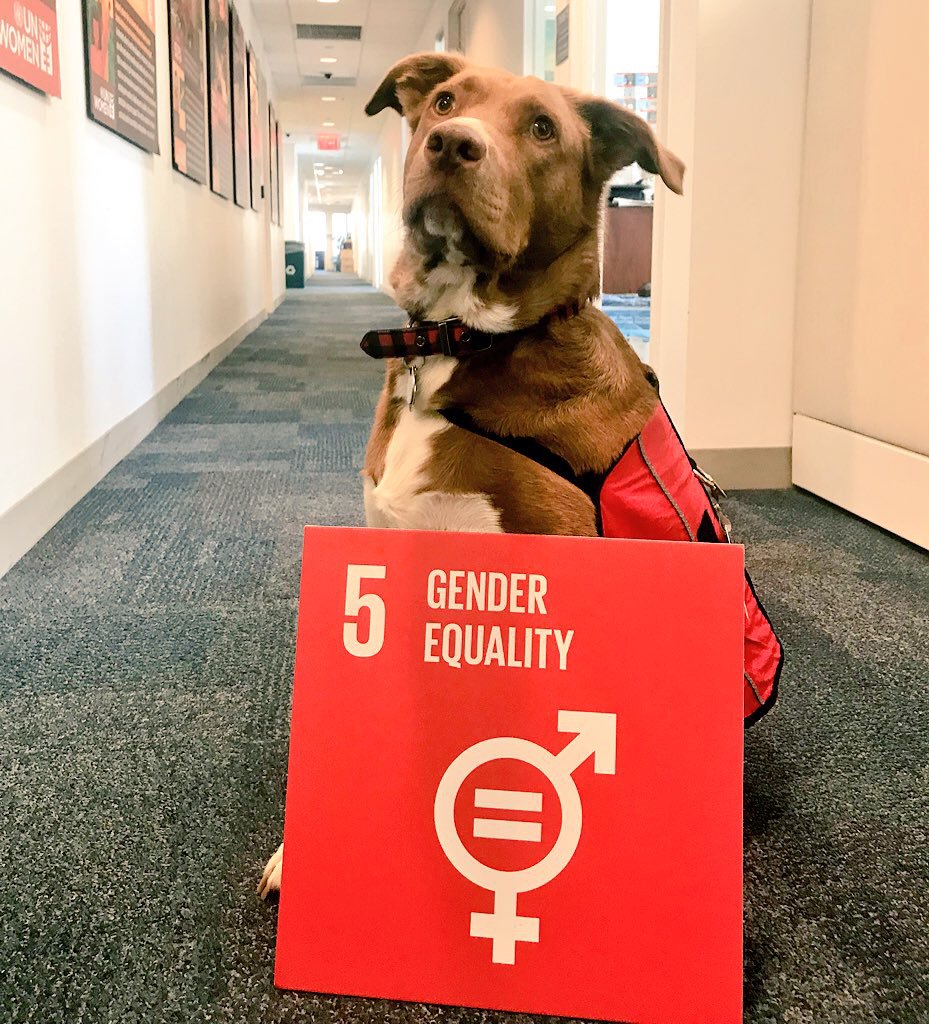 UN_Women's tweet photo. On #NationalPuppyDay, join the cutest feminist in supporting women’s rights &amp; gender equality! https://t.co/KxDFCGgOSi