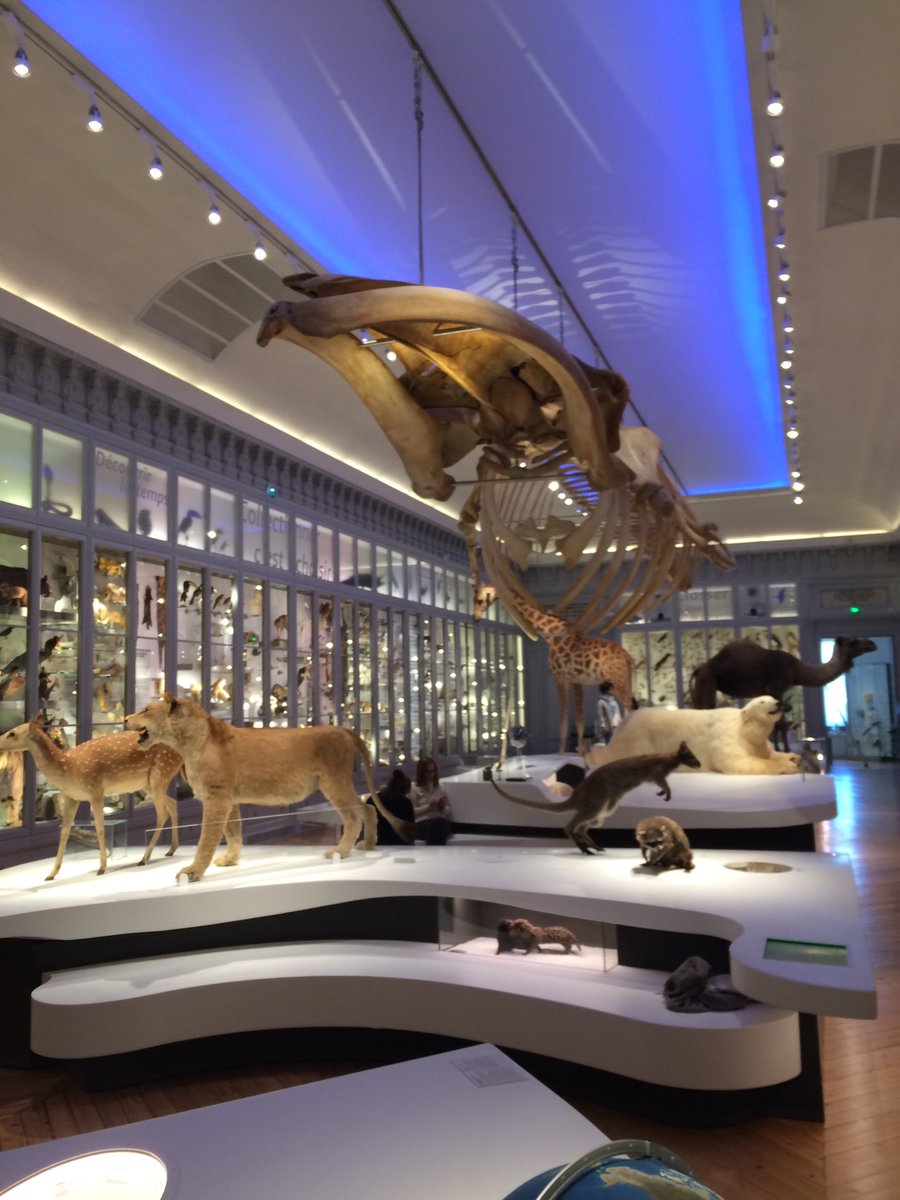 mathieu_nowak's tweet image. En avant première voici une image de la très belle nouvelle scénographie du ⁦@museumbordeaux⁩ qui rouvre ses portes le 31.