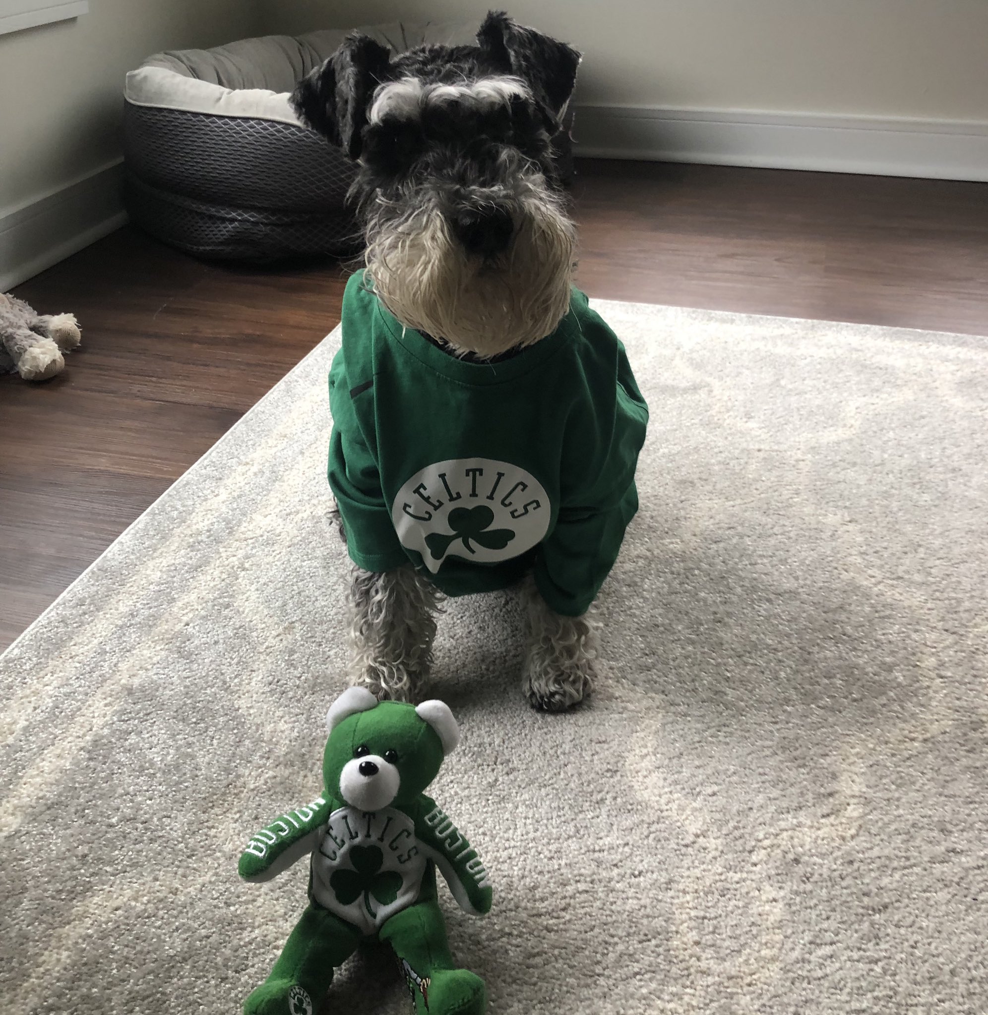 boston celtics dog jersey