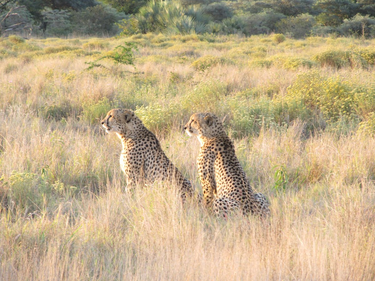 LauraCGig's tweet photo. Several months late on my resolution to actually start using twitter, but here's a photo of 2 of my favorite cats. I study cheetahs to learn more about how top predators directly and indirectly affect subordinate predators. https://t.co/nGTorvxd4H